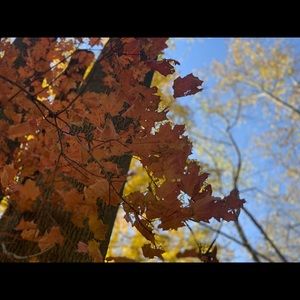 Meet your Posher, Viola